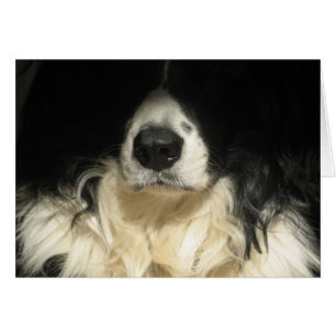 Cartão Cachorro fechado