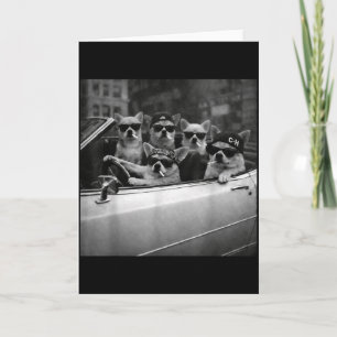 Cartão Cachorro Gangster de Chihuahua Rua Engraçado Chihu