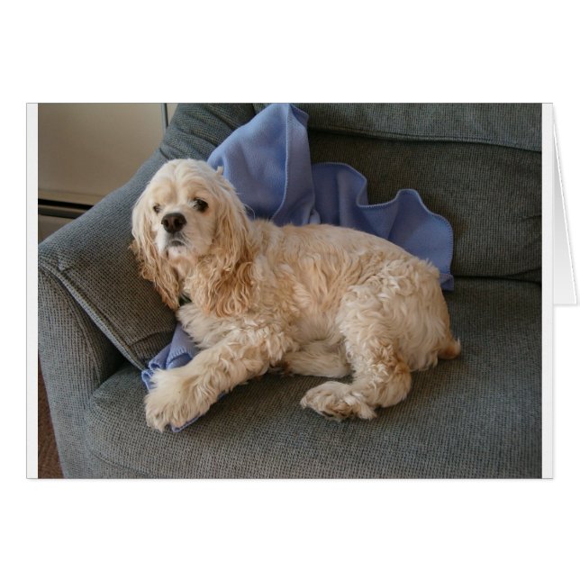 Cartão Cachorro Gelado (Frente Horizontal)