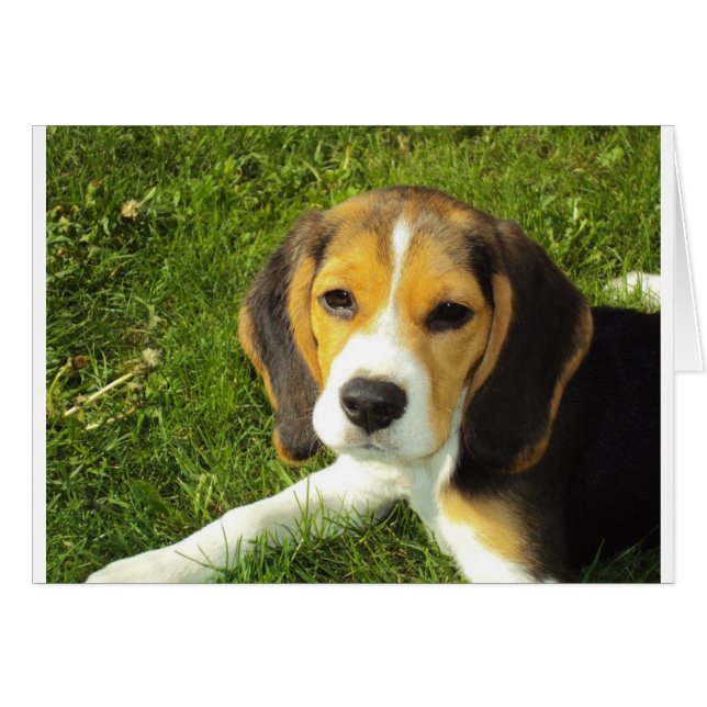 Cartão Cachorro Gelado (Frente Horizontal)