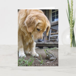 Cartão Cachorro Golden Retriever de Aniversário e Sapo Ol