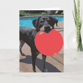 Cartão Cachorro Jogando Piscina de Nadação de Frisbee