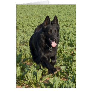 Cartão Cachorro Negro