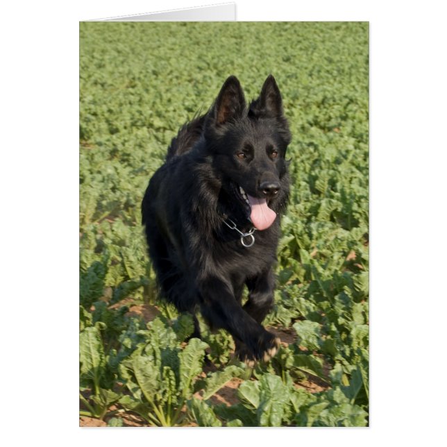 Cartão Cachorro Negro (Frente)