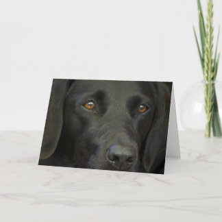 Cartão Cachorro Negro Labrador