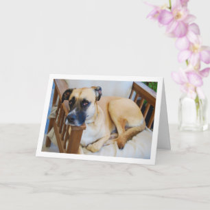 Cartão Cachorro no Retrato da Cadeira