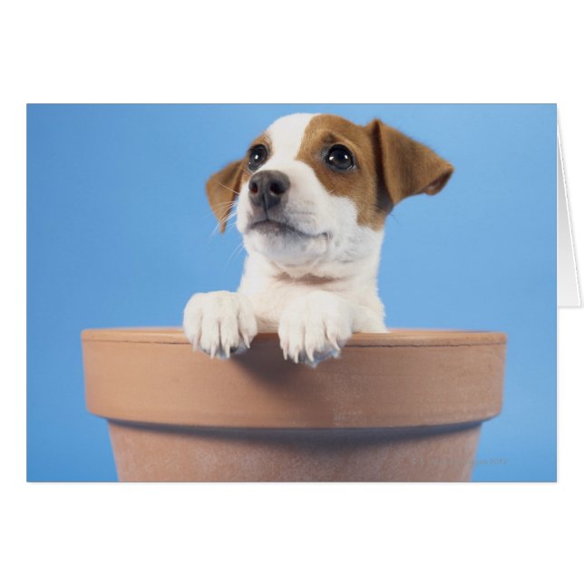 Cartão Cachorro no vaso (Frente Horizontal)