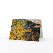 Cachorro Olhando Flores Olhos Negros Susan Daisy