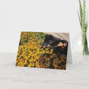 Cartão Cachorro Olhando Flores Olhos Negros Susan Daisy
