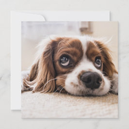 Cartão Cachorro Panelado De Olhos Tristes