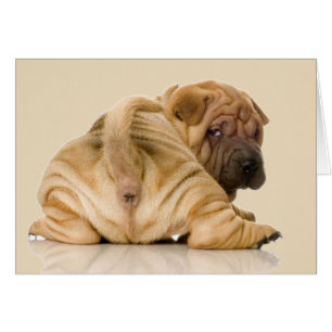 Cartão Cachorro-Papoila-Chinês