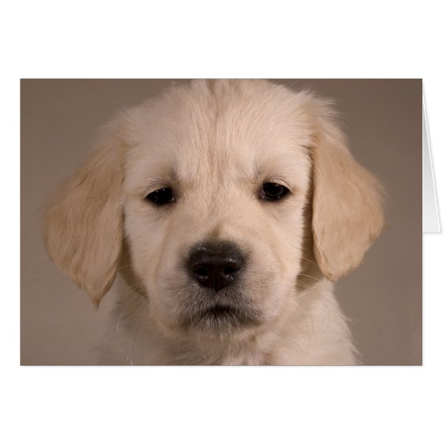 Cartão Cachorro. Placa por cARTerART (Frente Horizontal)