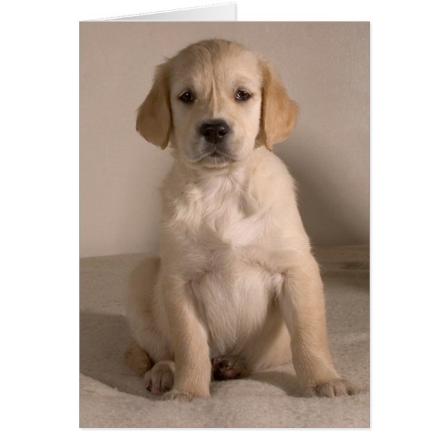 Cartão Cachorro. Placa por cARTerART (Frente)