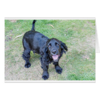 Cartão Cachorro Preto