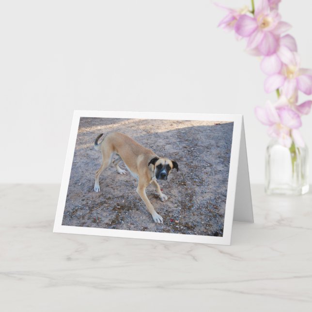 Cartão Cachorro Pronto para Jogar (Orquídea)