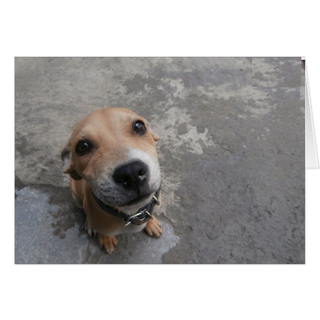 Cartão Cachorro que parece SUPER fofo!! (Frente Horizontal)