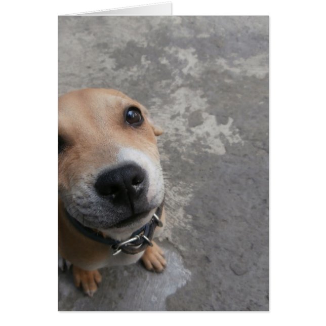 Cartão Cachorro que parece SUPER fofo!! (Frente)