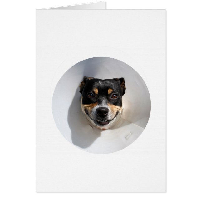 Cartão Cachorro sorridente engraçado (Frente)