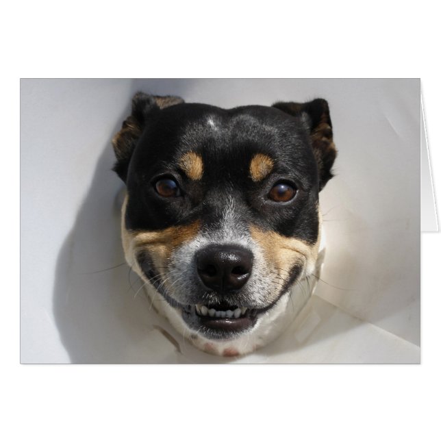 Cartão Cachorro sorridente engraçado (Frente Horizontal)