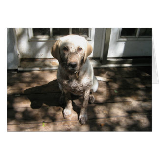 Cartão Cachorro Sujo