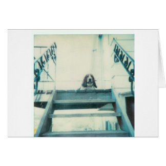 Cartão Cachorro_Superior