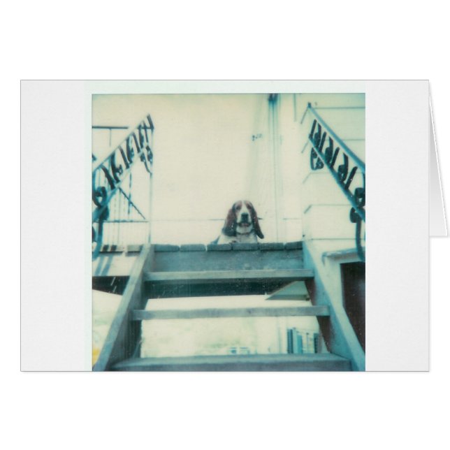 Cartão Cachorro_Superior (Frente Horizontal)