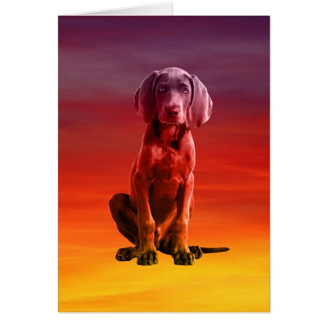 Cartão Cachorro Weimaraner Sentado Na Praia (Frente)