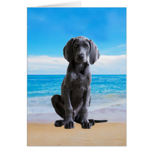 Cartão Cachorro Weimaraner Sentado Na Praia