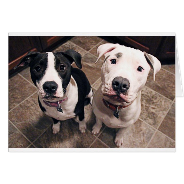 Cartão cachorros pitbull adoráveis (Frente Horizontal)