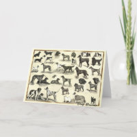 Cachorros - Raças de Cachorros para Cachorros aman