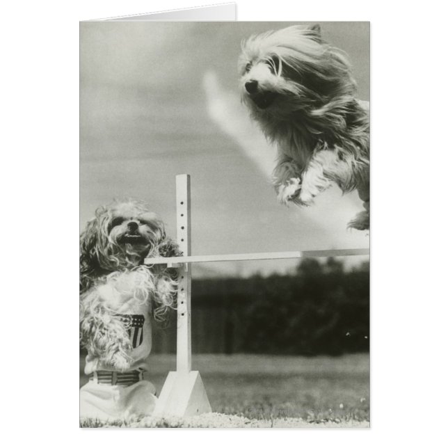 Cartão Cachorros saltando sobre bar de salto em miniatura (Frente)
