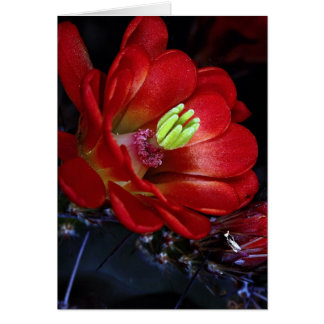 Cartão Cacto-cacto-caco (Echinocereus triglochidiatus)