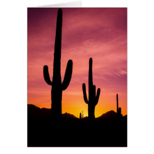 Cartão Cacto Saguaro ao nascer do sol, Arizona