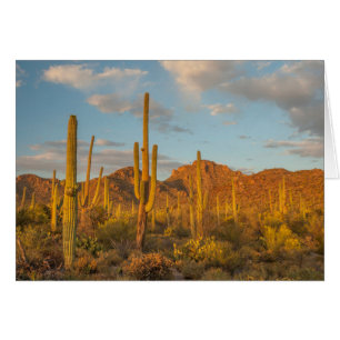 Cartão Cacto saguaro ao pôr do sol, Arizona