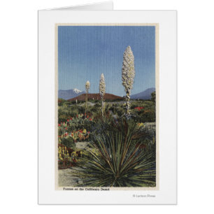 Cartão Cactos de CaliforniaYucca na flor no deserto