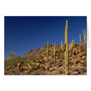 Cartão Cactos de Saguaro e Montanhas Tucson, Tucson