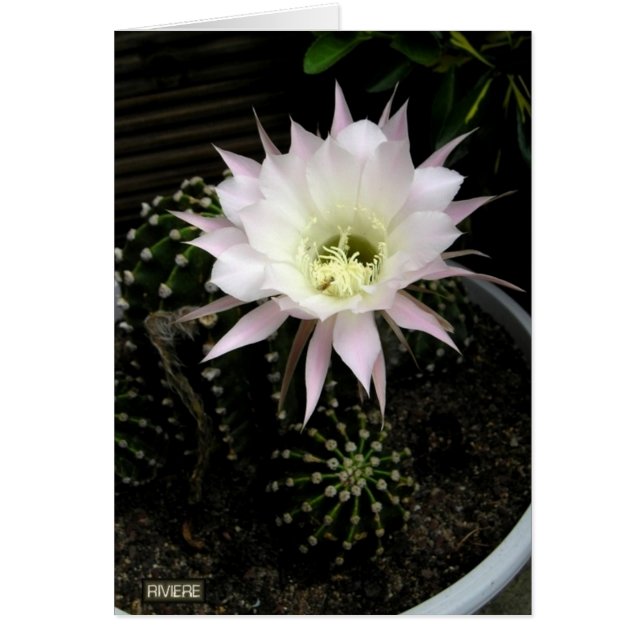 Cartão Cactus (Frente)