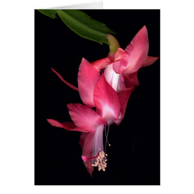 Cartão Cactus (Frente)