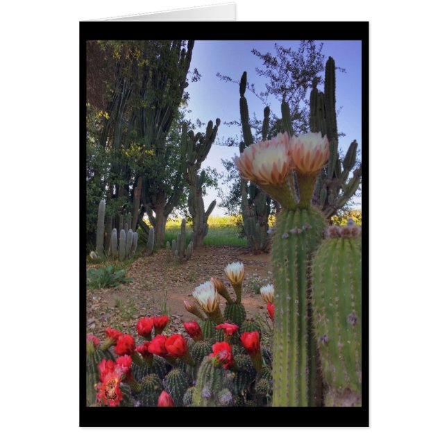 Cartão Cactus Bloom (Frente)