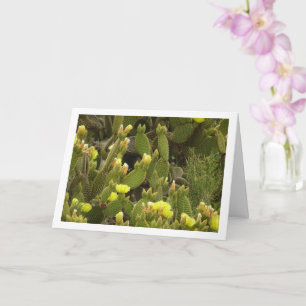 Cartão Cactus de Orelha de Coelho Florido, Opuntia Microd