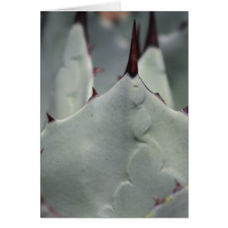 Cartão Cactus do pátio