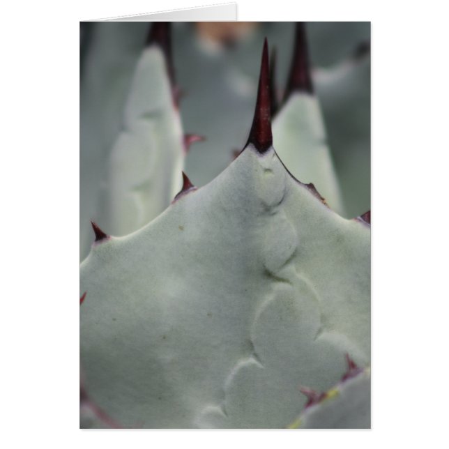 Cartão Cactus do pátio (Frente)