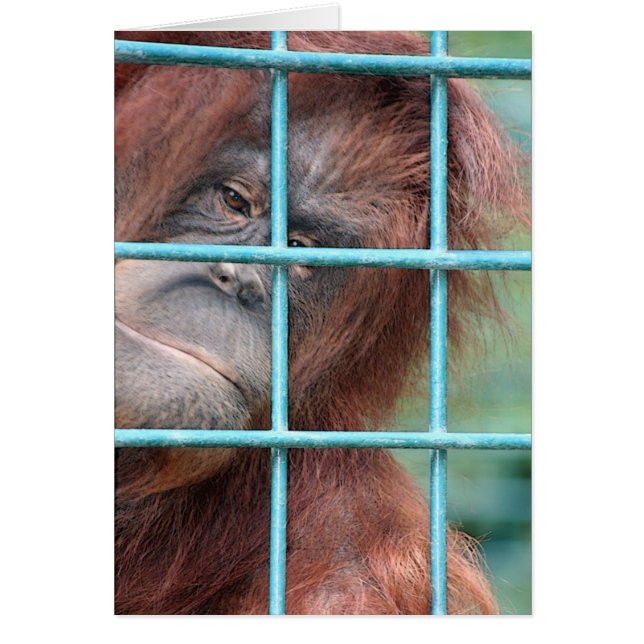 Cartão Cadeia (Frente)