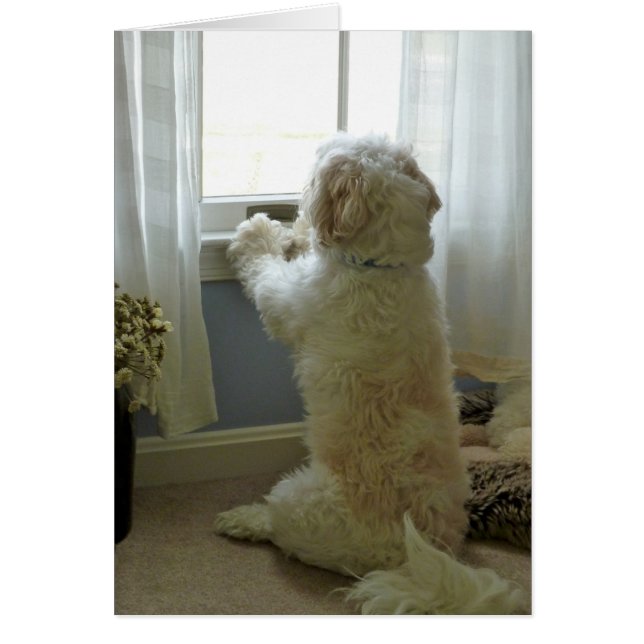 Cartão Cães (Frente)