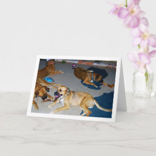 Cartão Cães com Ossos e Toalhas