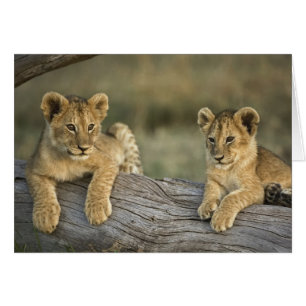 Cartão Cães de leões em log, Panthera leo, Masai Mara,