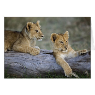 Cartão Cães de leões em log, Panthera leo, Masai Mara,