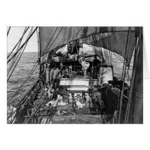 Cartão Cães de trenó no mar