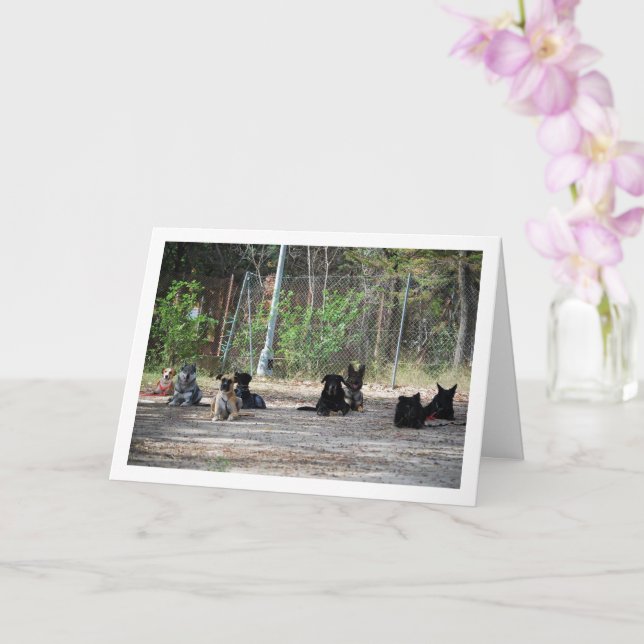 Cartão Cães na Escola de Formação (Orquídea)