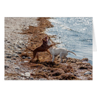 Cartão Cães na praia